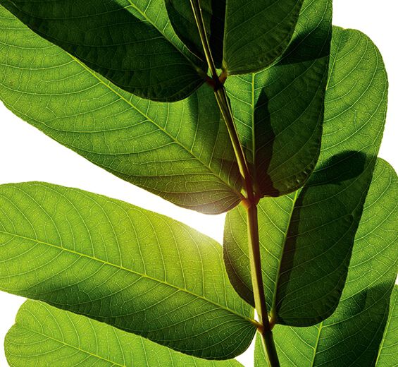 Senna-Senna extrakt-Cassia alata leaf extract