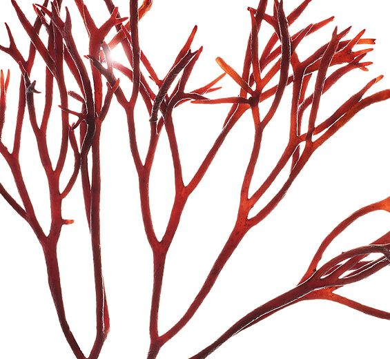 Furcellaria-Furcellariaextrakt-Furcellaria lumbricalis extract