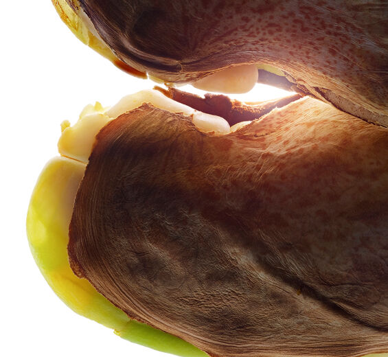 Vild mango-Vild mangosm&ouml;r-Irvingia gabonensis kernel butter