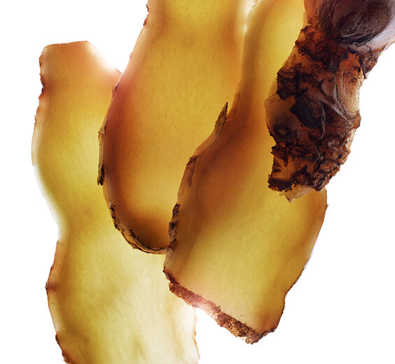 Zerumbet ingefära-Zerumbet ingwerextrakt-Zingiber zerumbet extract