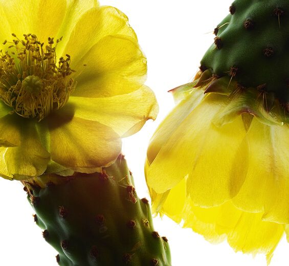Nopal-Extrakt av fikonkaktus (ekologisk v&auml;xt)-Hydrolyzed opuntia ficus-indica flower extract