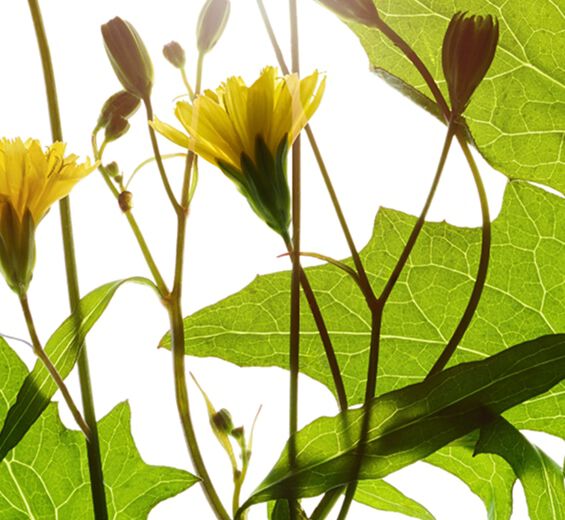 Nipplewort-Nipplewort extrakt-Lapsana communis flower/leaf/stem extract