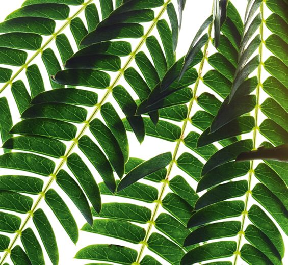 Albizia-Albizia extrakt-Albizia julibrissin bark extract