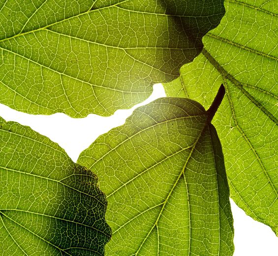 Vitch hazel-H&auml;xhasselextrakt-Hamamelis virginiana (witch hazel) leaf extract