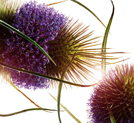 Teasel-Teasel extrakt-Dipsacus sylvestris extract