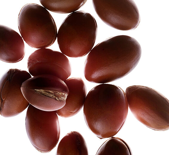 Argan träd-Ekologisk arganolja-Argania spinosa kernel oil