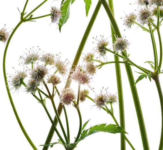 Sanikel-Ekologisk sanicle-extrakt-Sanicula europaea extract