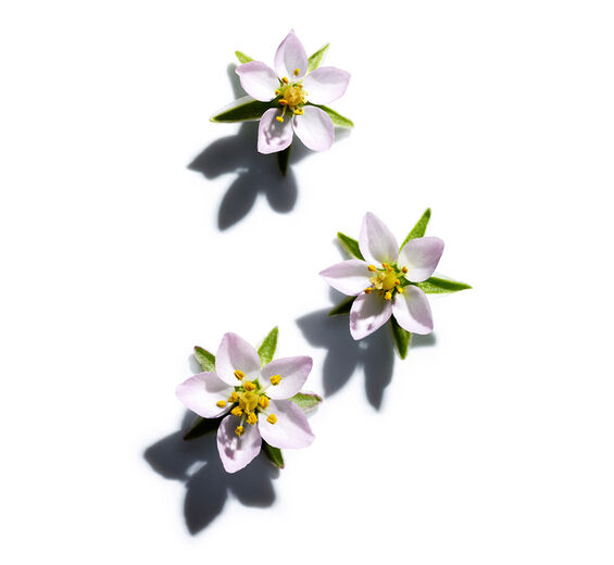 Sandspurr-Sandspurry-extrakt-Spergularia rubra extract