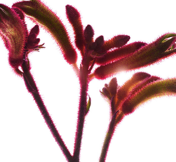 K&auml;nguru blomma-Organisk k&auml;nguru blomma extrakt-Anigozanthos flavidus extract