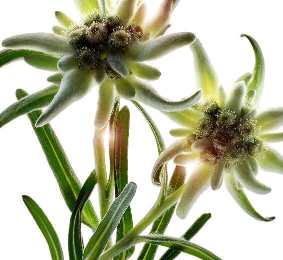 Edelweiss-Organisk edelweiss extrakt-Leontopodium alpinum extract