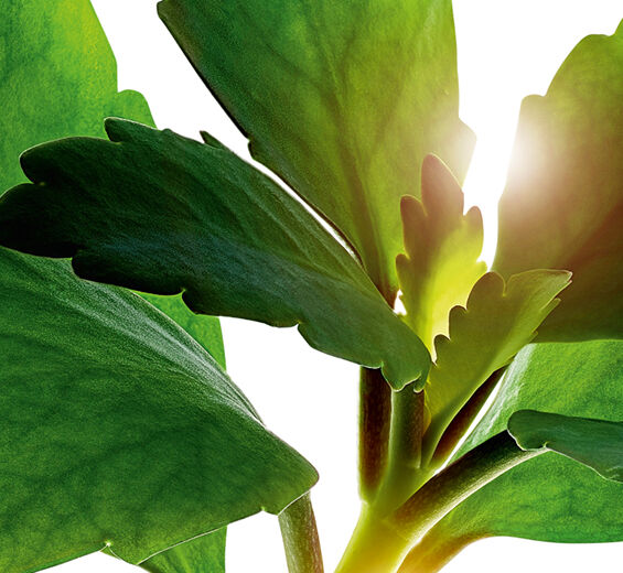 Livets blad-Ekologiskt livsbladsextrakt-Kalanchoe pinnata leaf extract