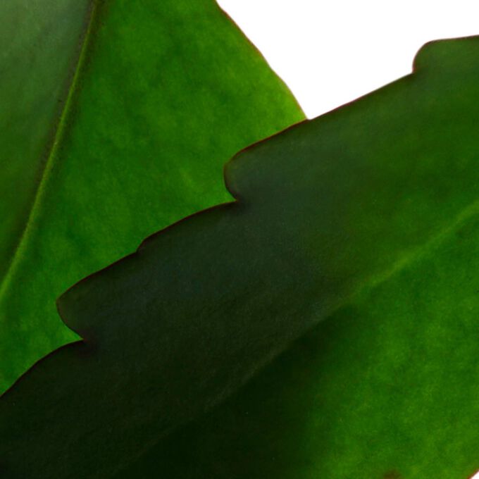 N&auml;rbild av ett ekologiskt leaf of life-blad som framh&auml;ver rollen av dess naturliga syror i hudens &aring;terfuktning i Clarins Fresh Scrub.