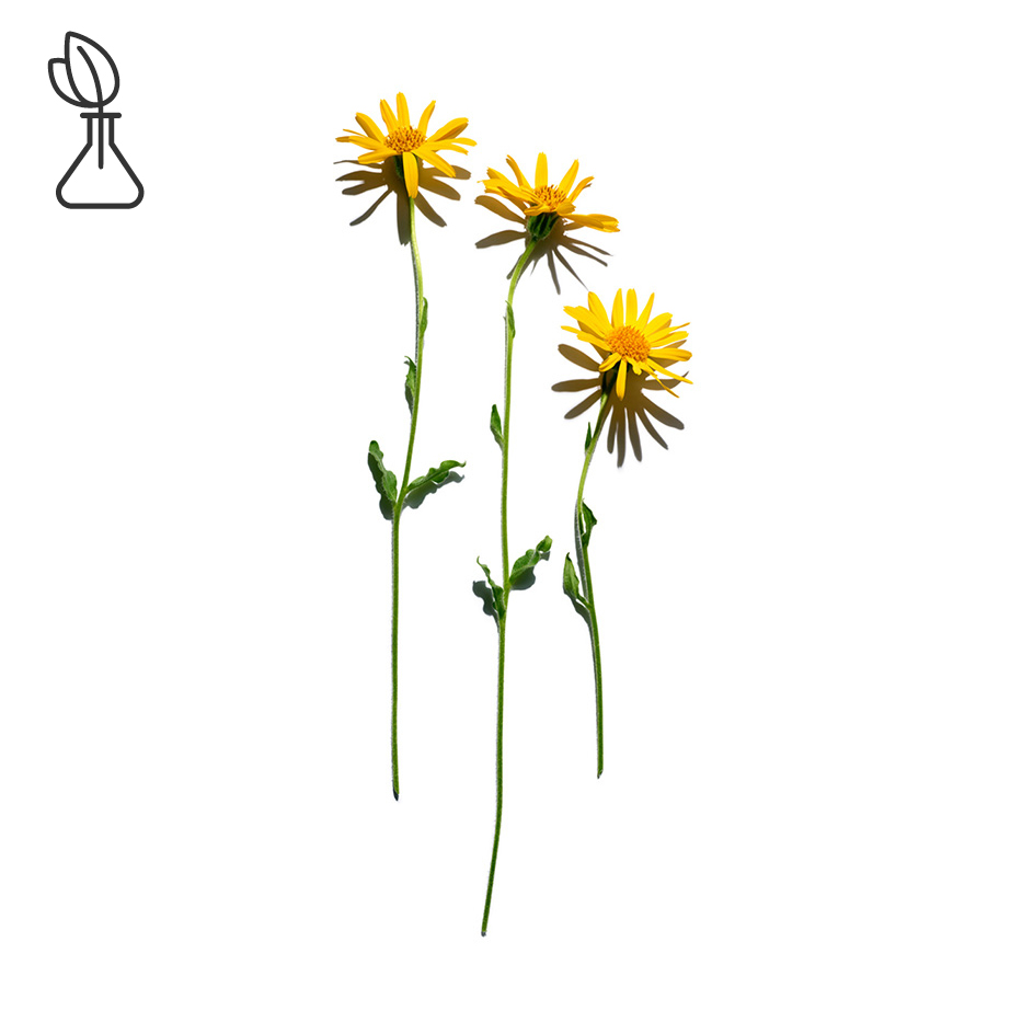 Arnica-Arnikaextrakt-Arnica montana flower extract