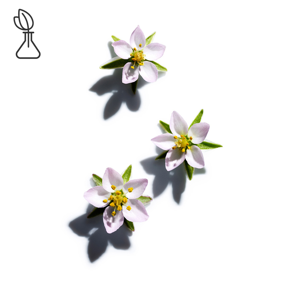 Sandspurr-Sandspurry-extrakt-Spergularia rubra extract