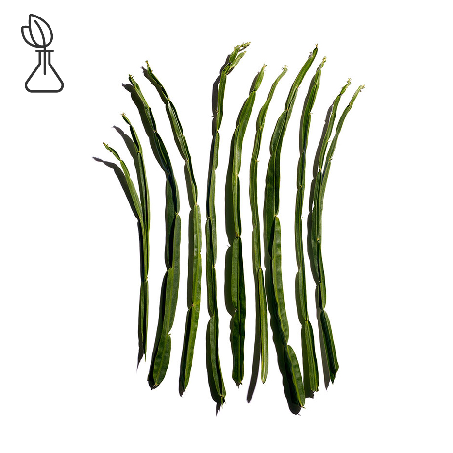 Baccharis-Baccharis extrakt-Baccharis genistelloides extract