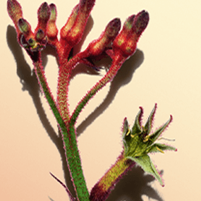 Anigozanthos-blommor