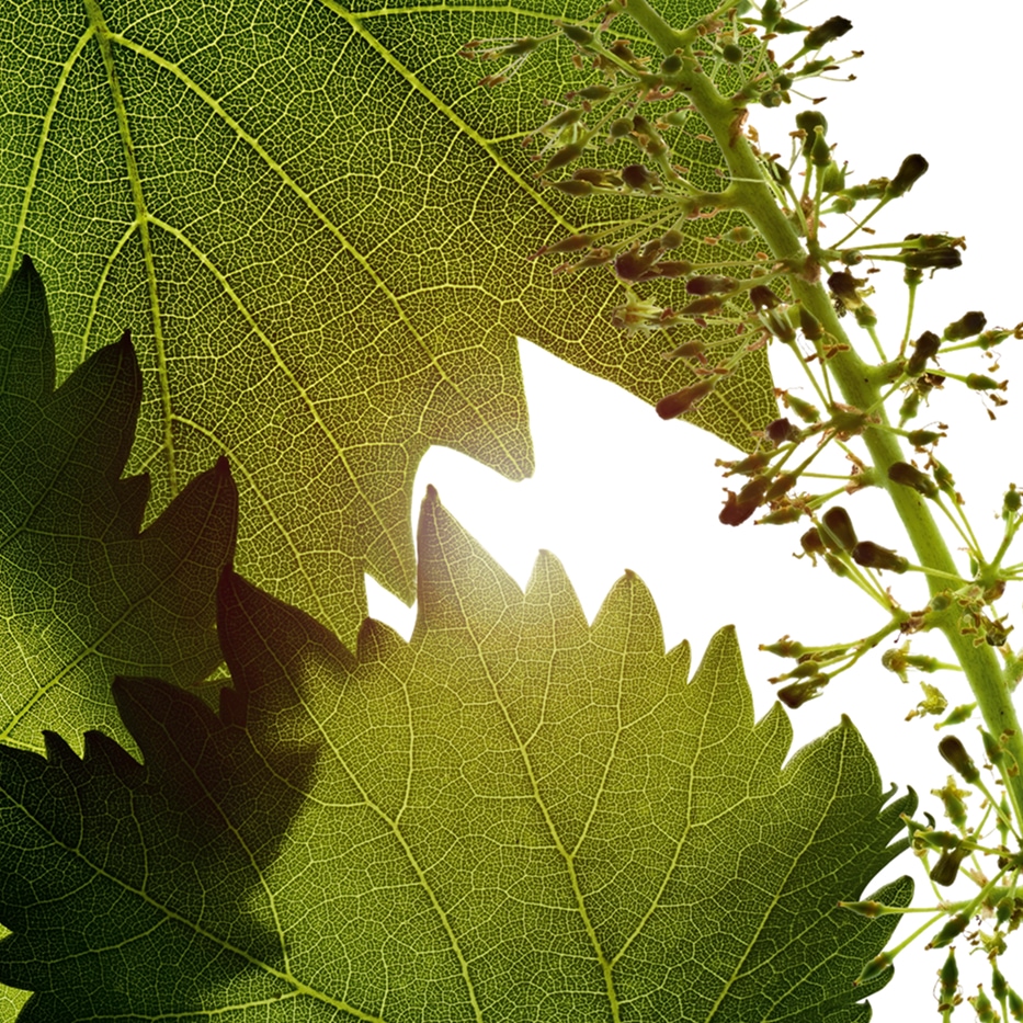 Vindruva-Vinflorescellerextrakt-Vitis vinifera (grape) flower cell extract