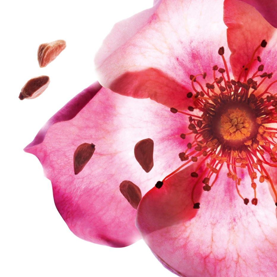 Sötbräken-Ekologisk sötbräkenolja-Rosa rubiginosa seed oil