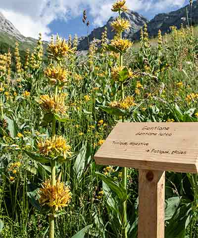 Domaine Clarins blommor