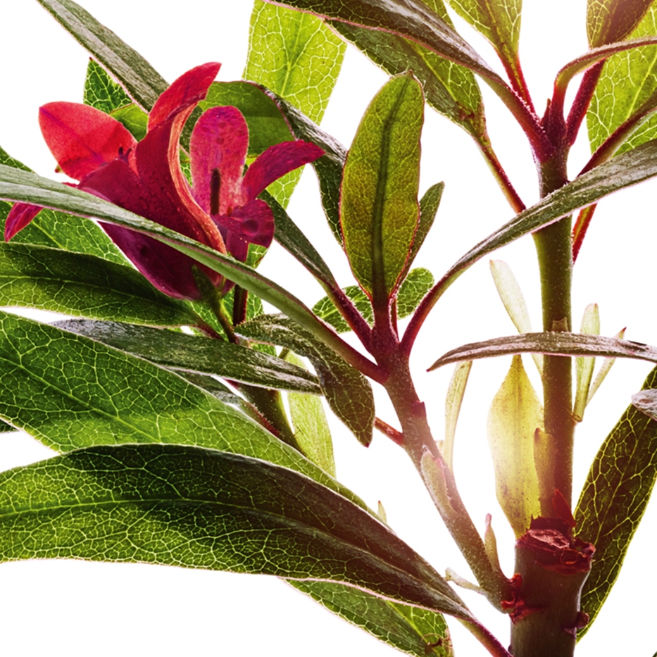 Alpenros-Alpenrosextrakt-Rhododendron ferrugineum extract
