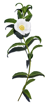 Cistus monspeliensis