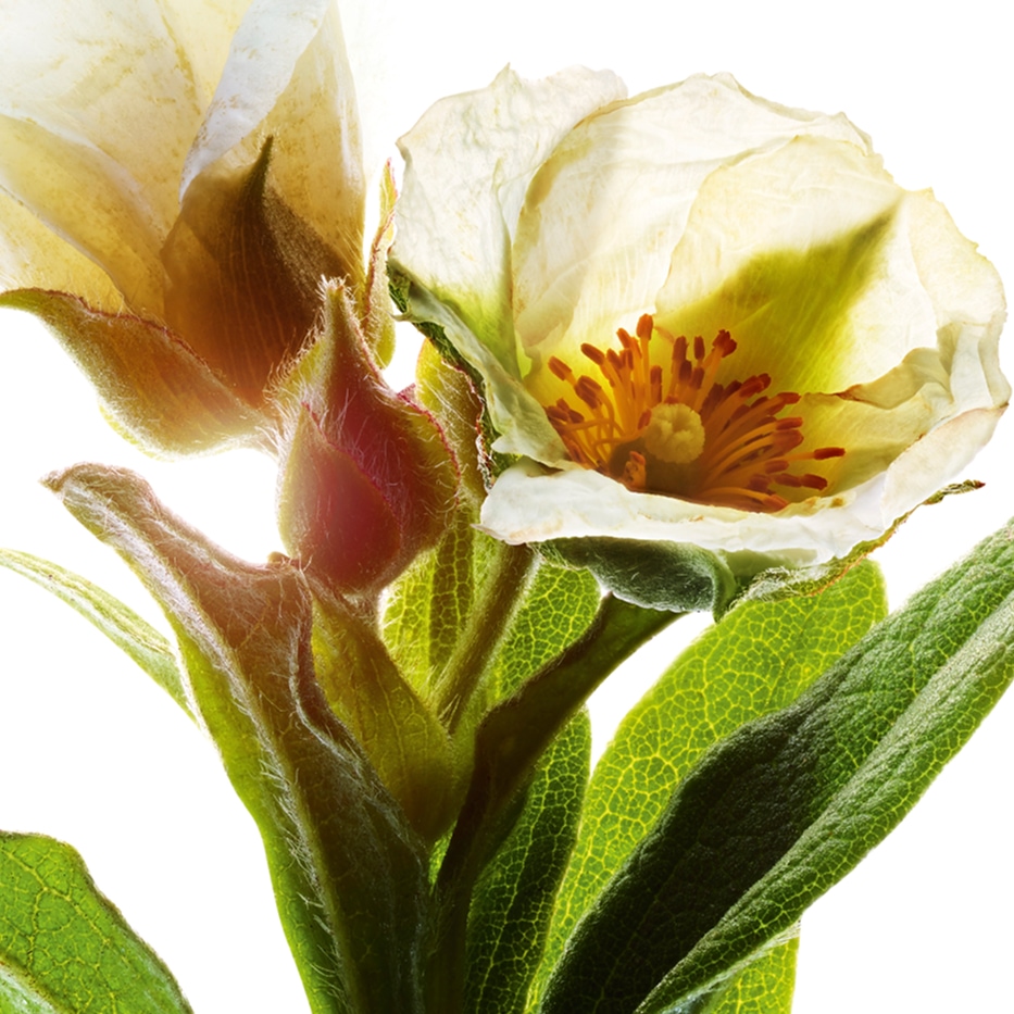 Montpellier rock-rose-Ekologisk montpellier bergros extrakt-Cistus monspeliensis extract