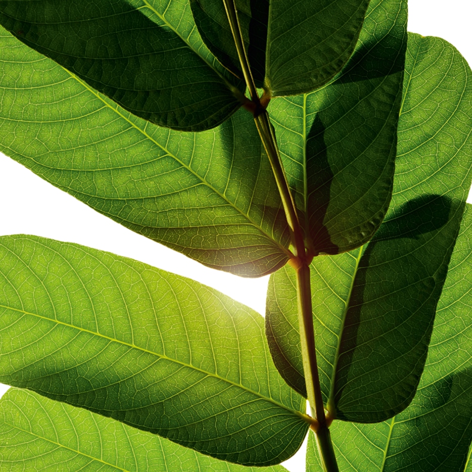 Senna-Senna extrakt-Cassia alata leaf extract