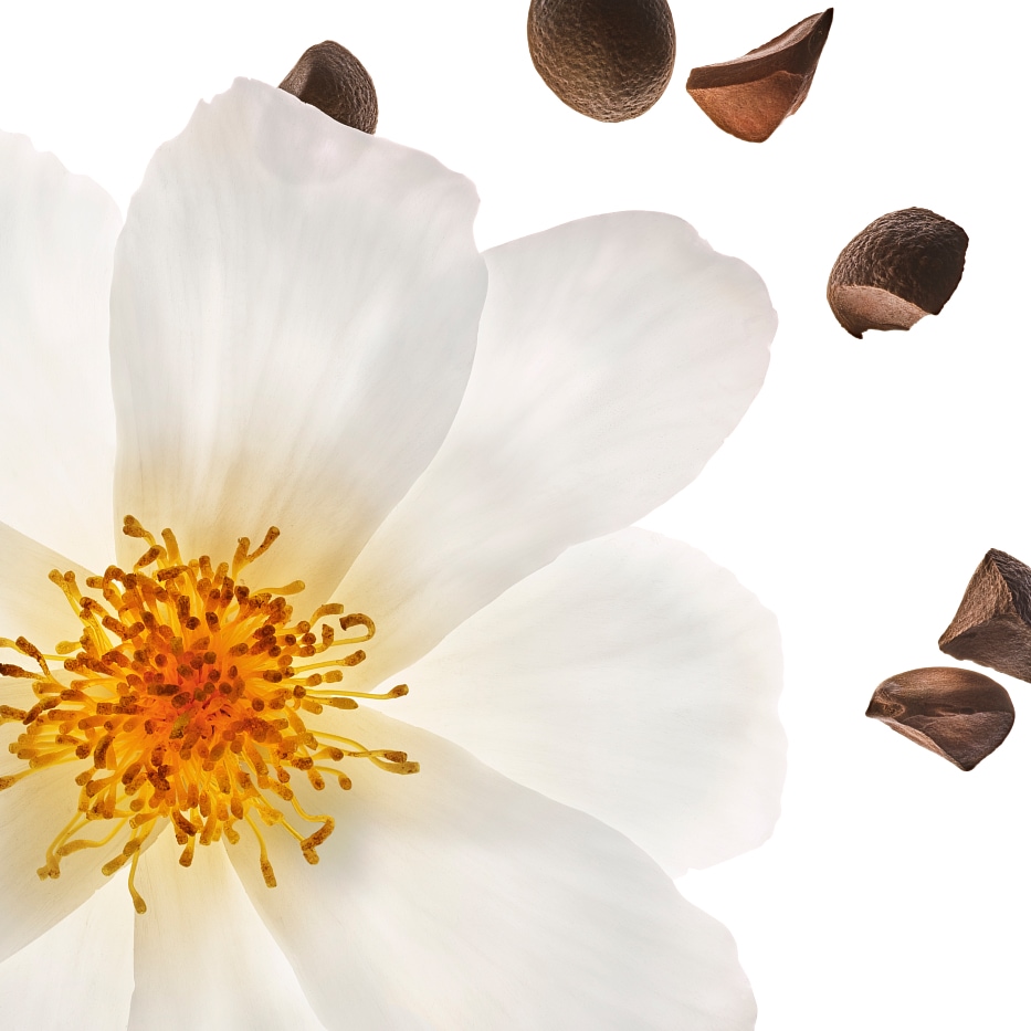 Kamellia-Ekologisk kameliaolja-Camellia oleifera seed oil