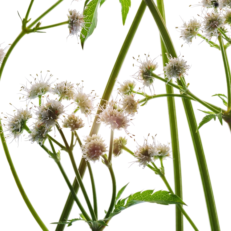 Sanikel-Ekologisk sanicle-extrakt-Sanicula europaea extract