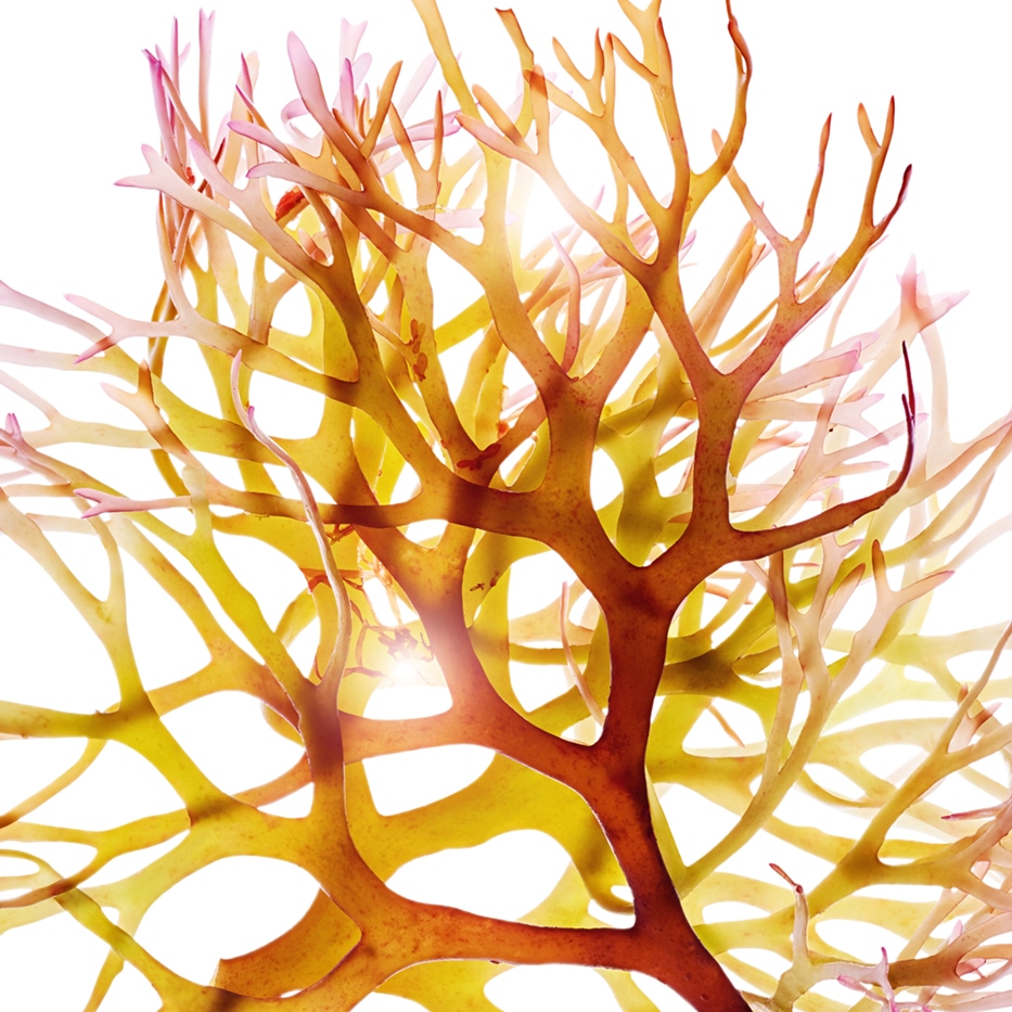 Irländsk mossa-Irskt mossa extrakt-Chondrus crispus (carrageenan) extract