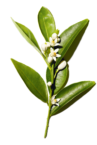 Blomsterextrakt