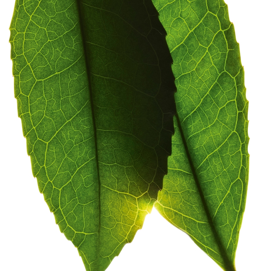 Teaplant-Vitt te-extrakt-Camellia sinensis leaf extract