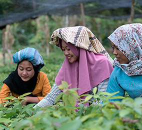 Bild på kvinnor som arbetar på risfält