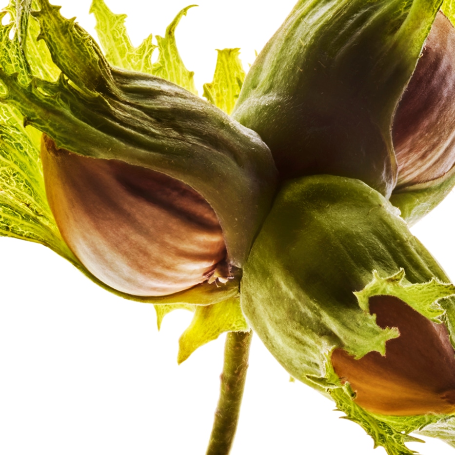 Hassel-Ekologisk hasselnötsolja-Corylus avellana (hazel) seed oil