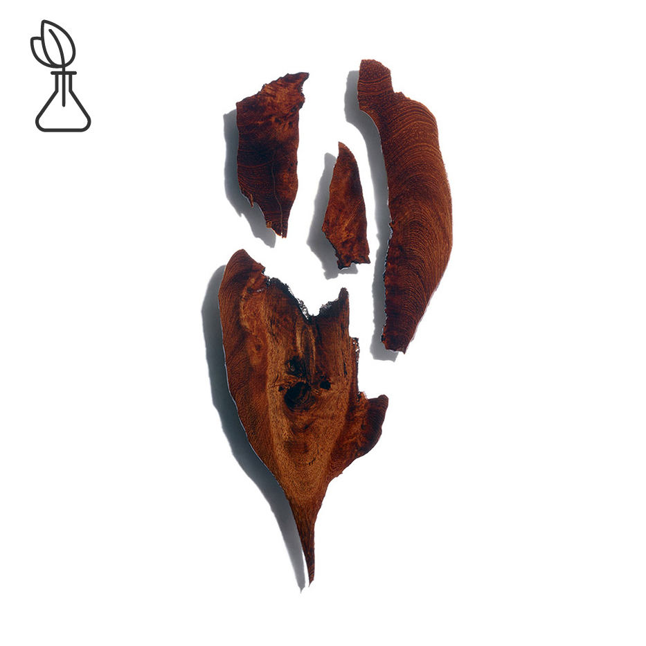 Bocoa-Bocoa-utdrag-Bocoa prouacensis extract