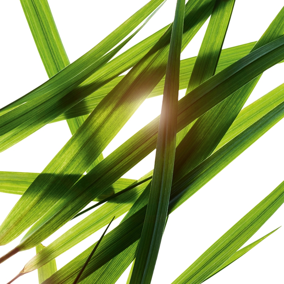 Bison gräs-Bisongräs extrakt-Hierochloe odorata extract