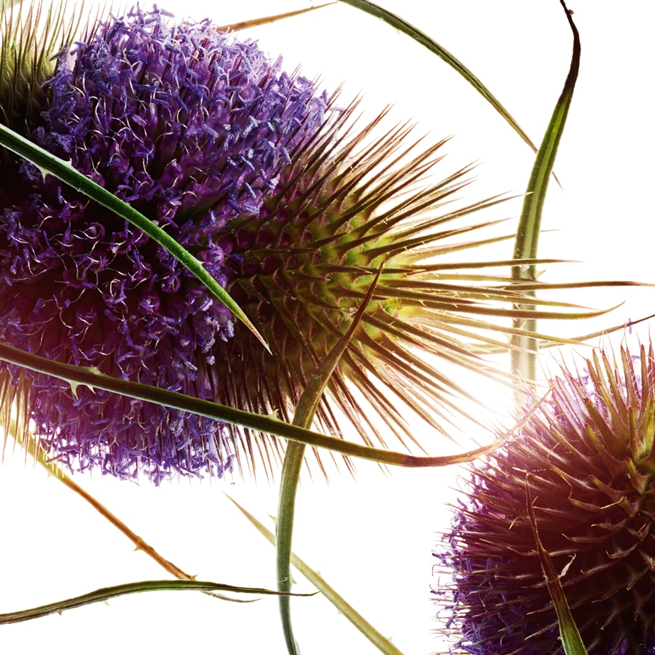 Teasel-Teasel extrakt-Dipsacus sylvestris extract