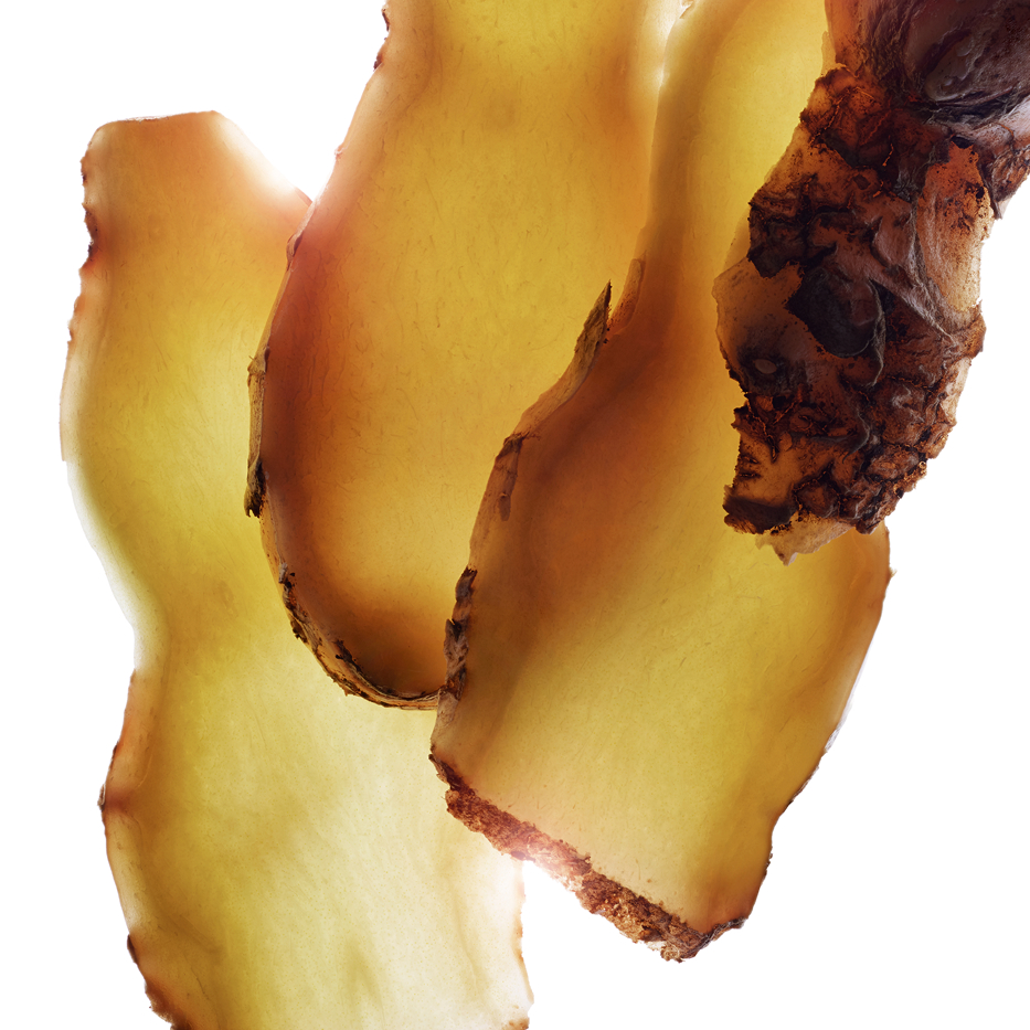 Zerumbet ingefära-Zerumbet ingwerextrakt-Zingiber zerumbet extract