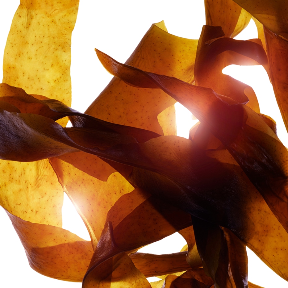 Wakame-Ekologisk wakame-extrakt-Undaria pinnatifida extract