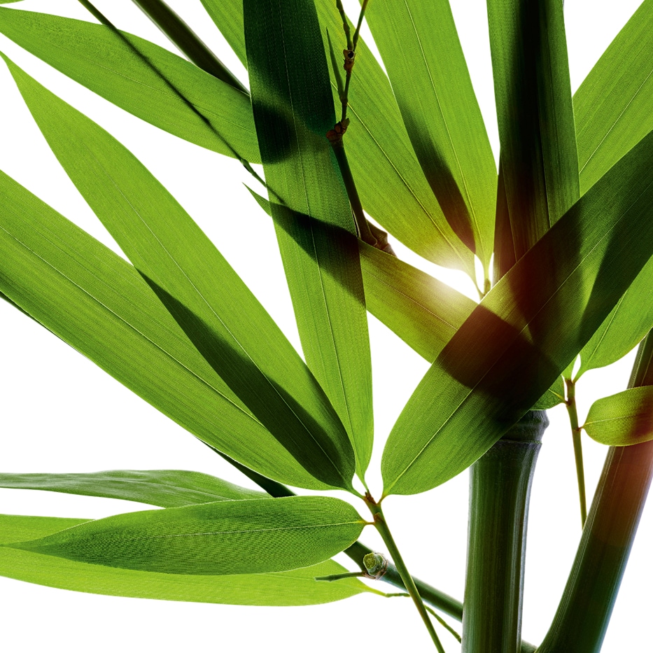 Bambu-Bamboo pulver-Bambusa arundinacea stem extract