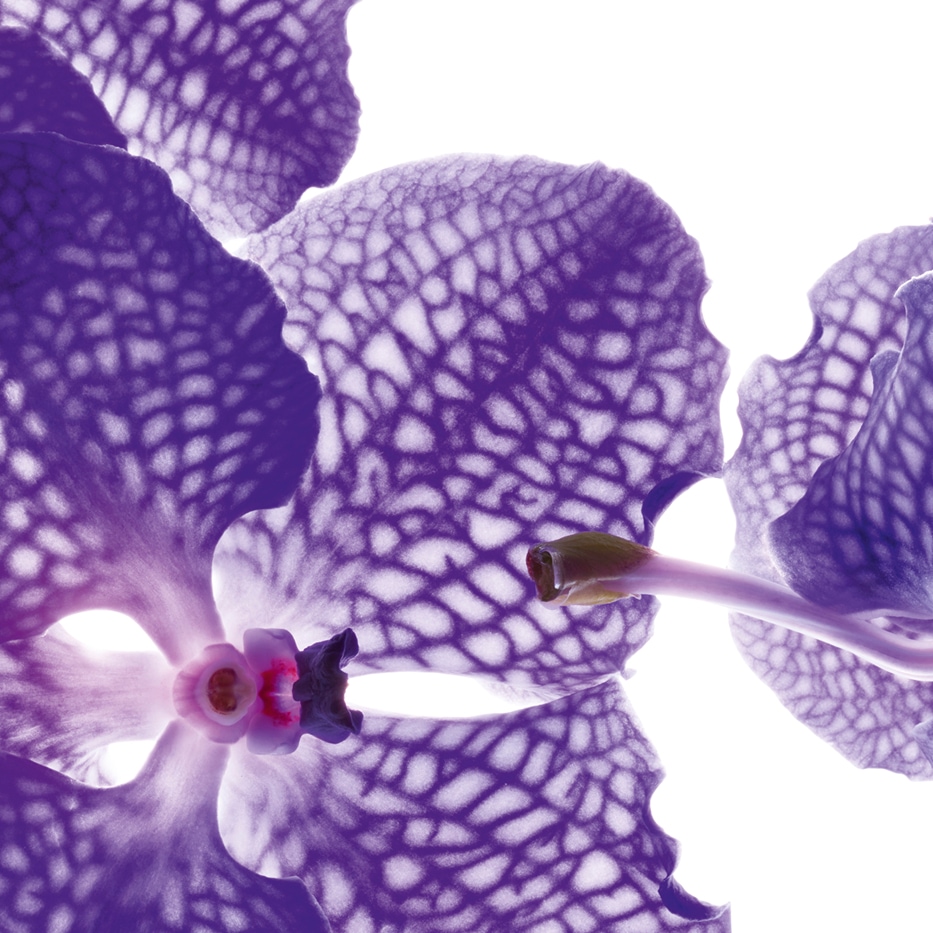 Blå orkidé-Blåorkidé-extrakt-Orchid extract,vanda coerulea extract