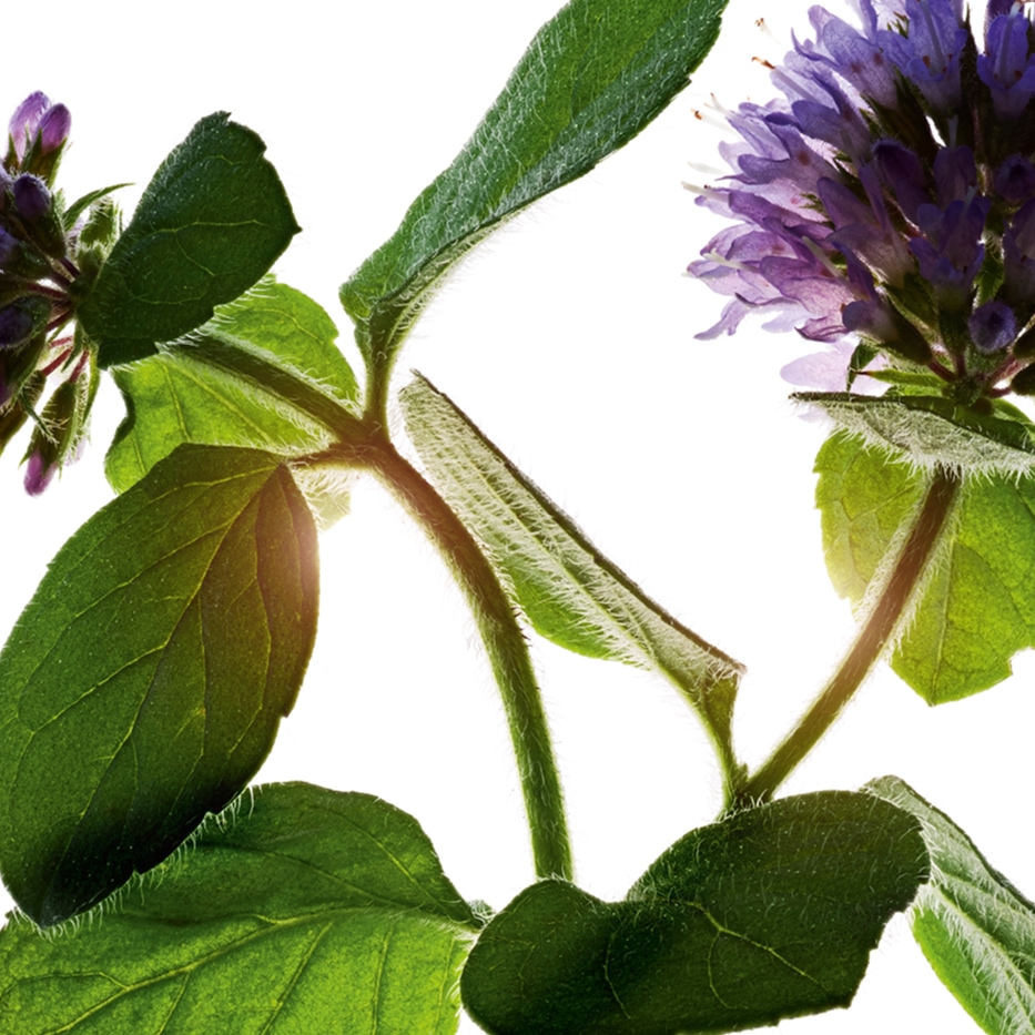 Vattenmynta-Ekologisk vattenmynta-Mentha aquatica leaf extract