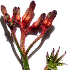 Kängurublomma