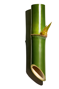 Bambu
