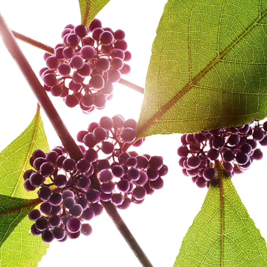 Skönhetsbär-Skönhetsbärsextrakt-Callicarpa japonica fruit extract