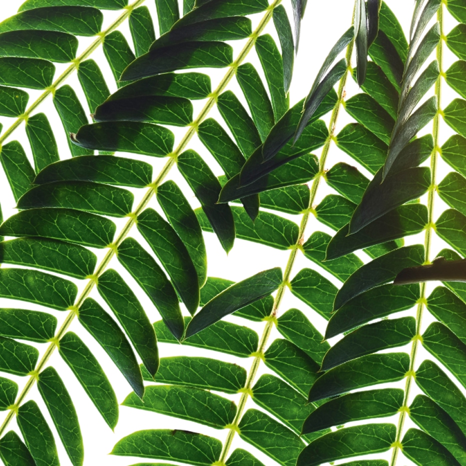 Albizia-Albizia extrakt-Albizia julibrissin bark extract