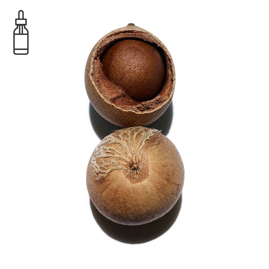 Tamanu-Ekologisk tamanuolja-Calophyllum inophyllum seed oil