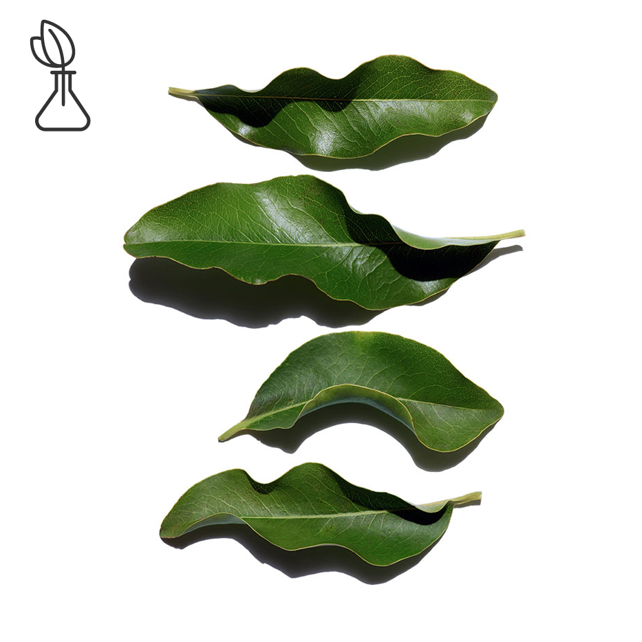 Afrikansk ebenholts-Organisk afrikansk ebony extrakt-Diospyros mespiliformis leaf extract