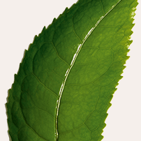 Ekologiskt matcha-te-extrakt